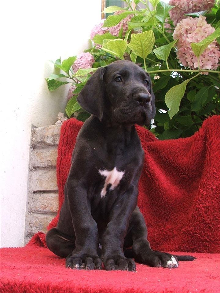 Nemačka-doga