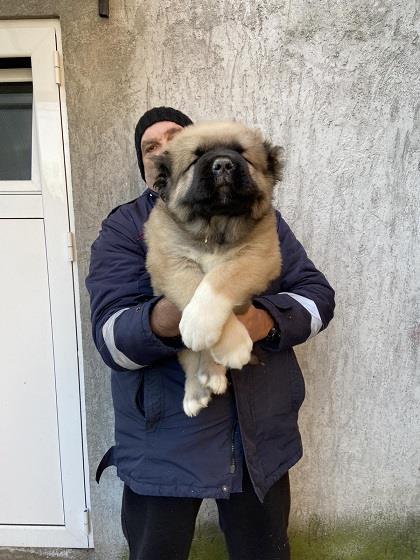 Kavkaski-ovčar--štenci