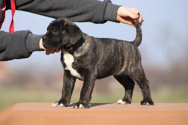 Cane-corso-štenci