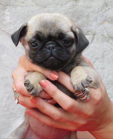 Mops-štenci