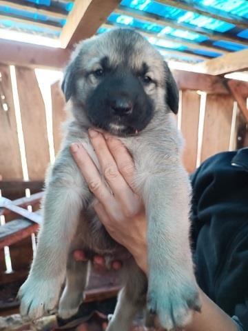 Kangal--štenci