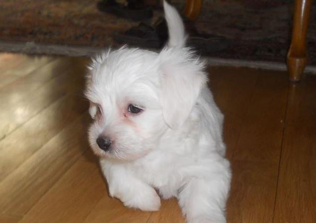 Maltezer stenad