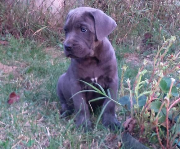 Cane-corso-štenci-