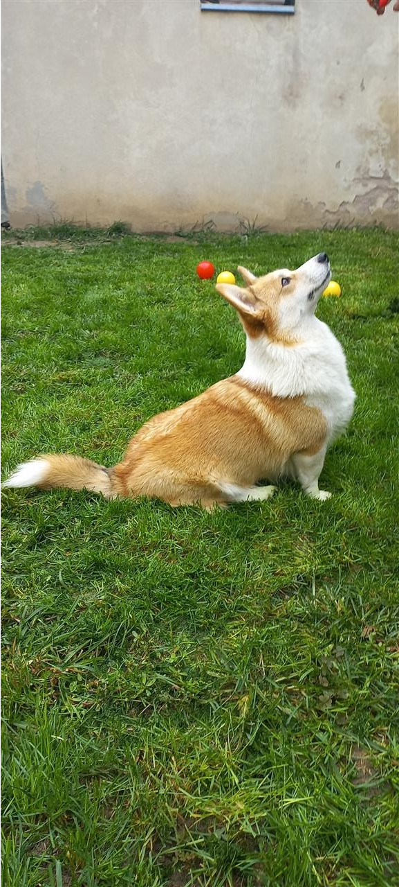 Welsh-Corgi--korgi-