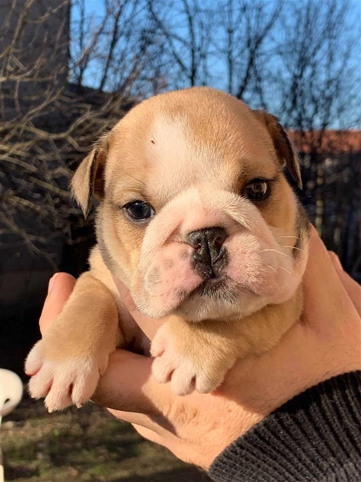 Engleski-Buldog