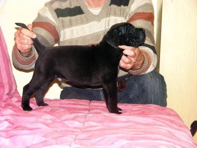 Cane-Corso-štenci-