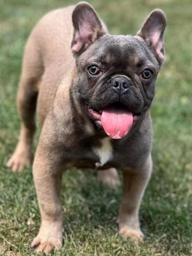 Francuski buldog