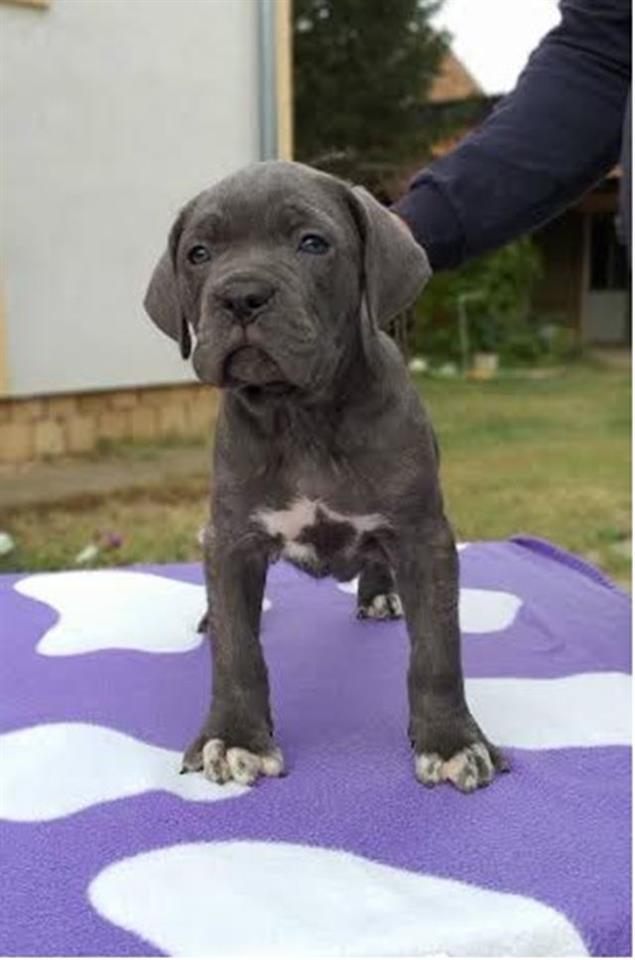 Cane-Corso