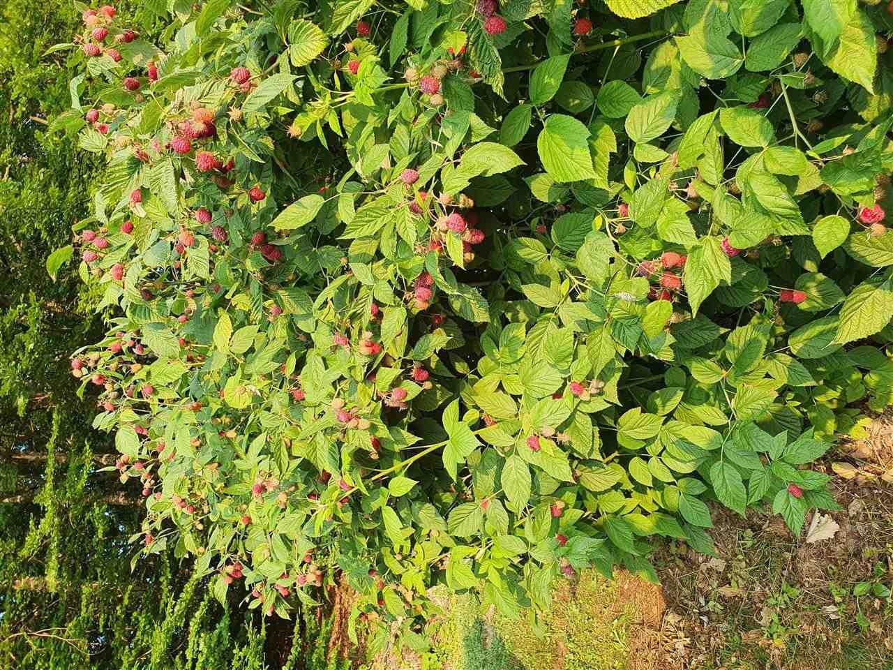 Branje-malina