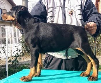 Doberman