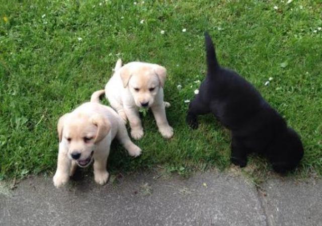 Labrador-stenci