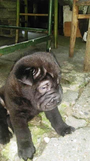 Shar--Pei-štenci-