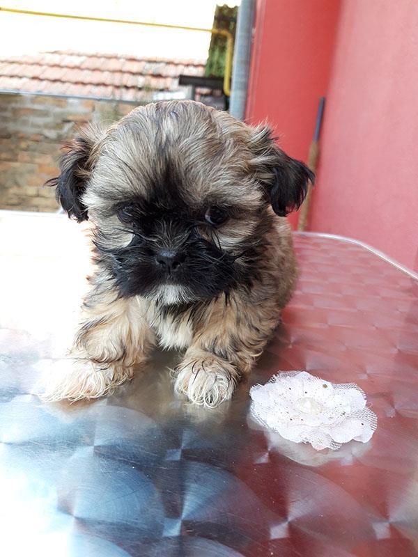 sicu