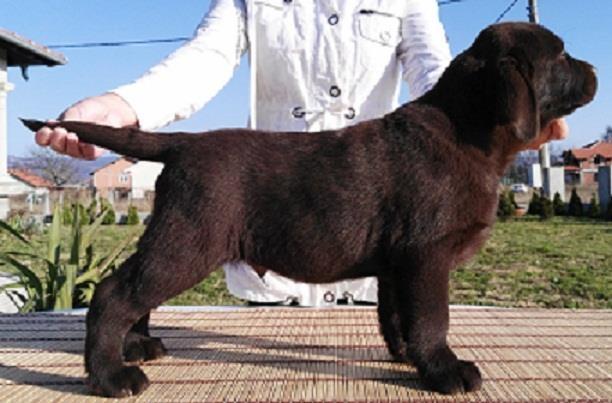 Labrador-Retriver