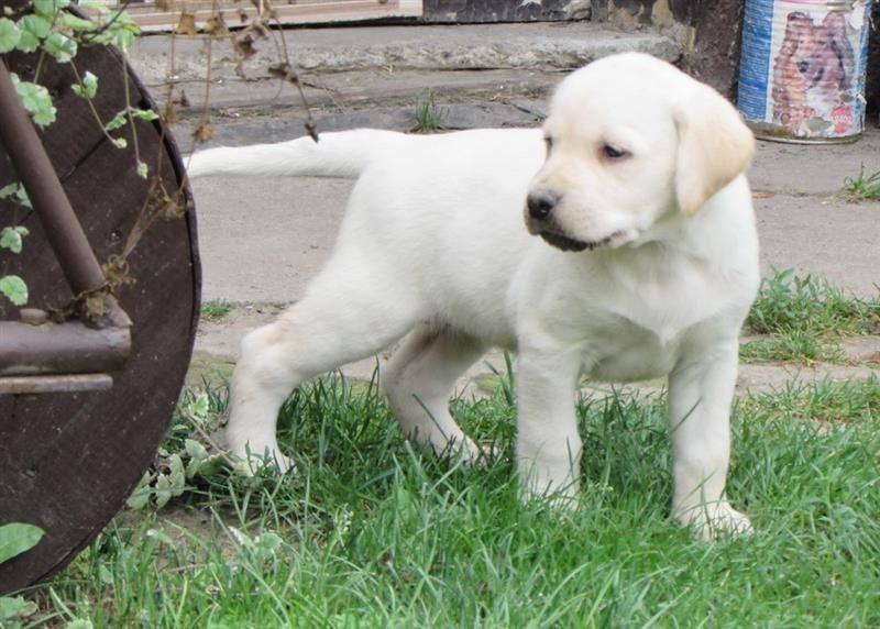 Labrador-retriver-stenad-