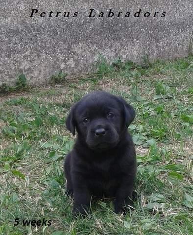 Labrador-retriver---vrhunska-stenad