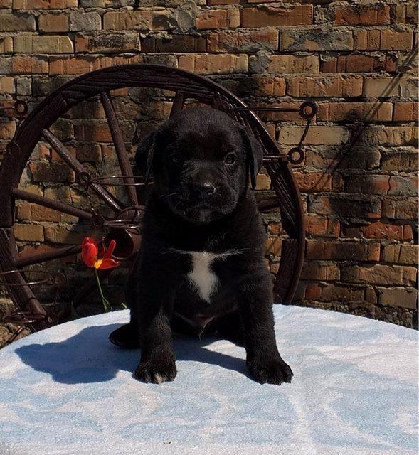 Cane-Corso
