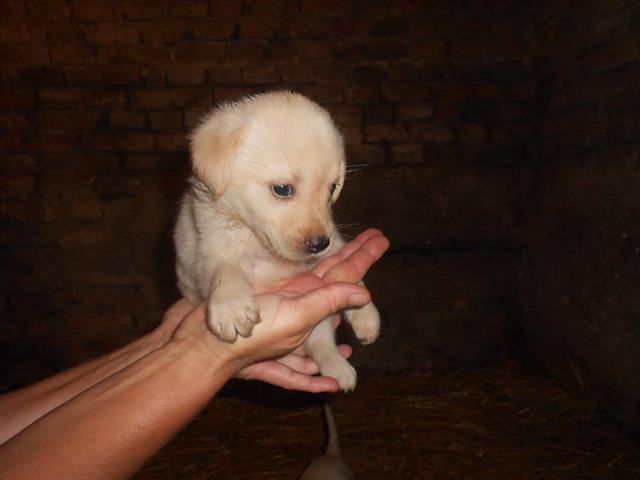 Stenci Zlatnog Labradora