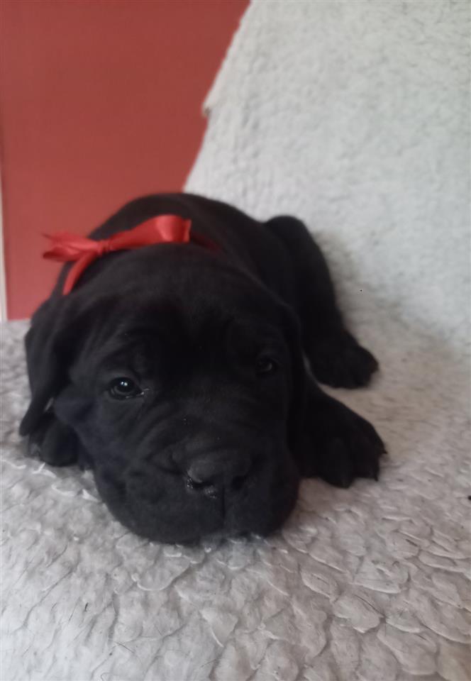 Cane-Corso