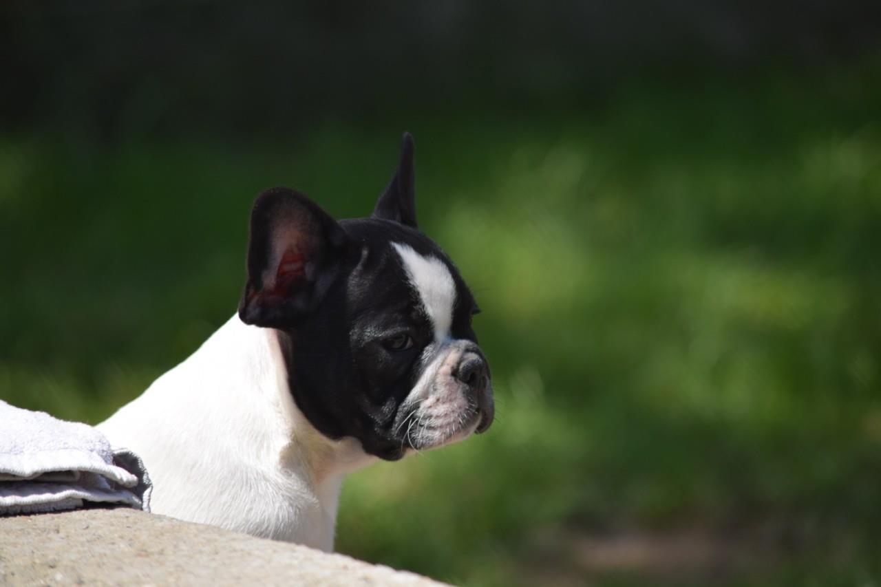 Francuski-buldog-štenci