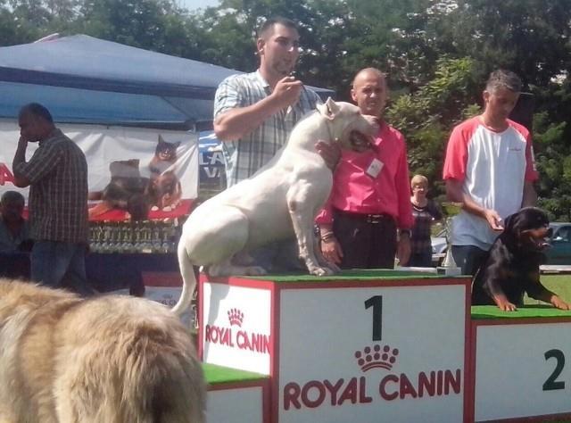 Dogo-Argentino-stenci