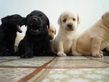 LABRADOR-RETRIVER