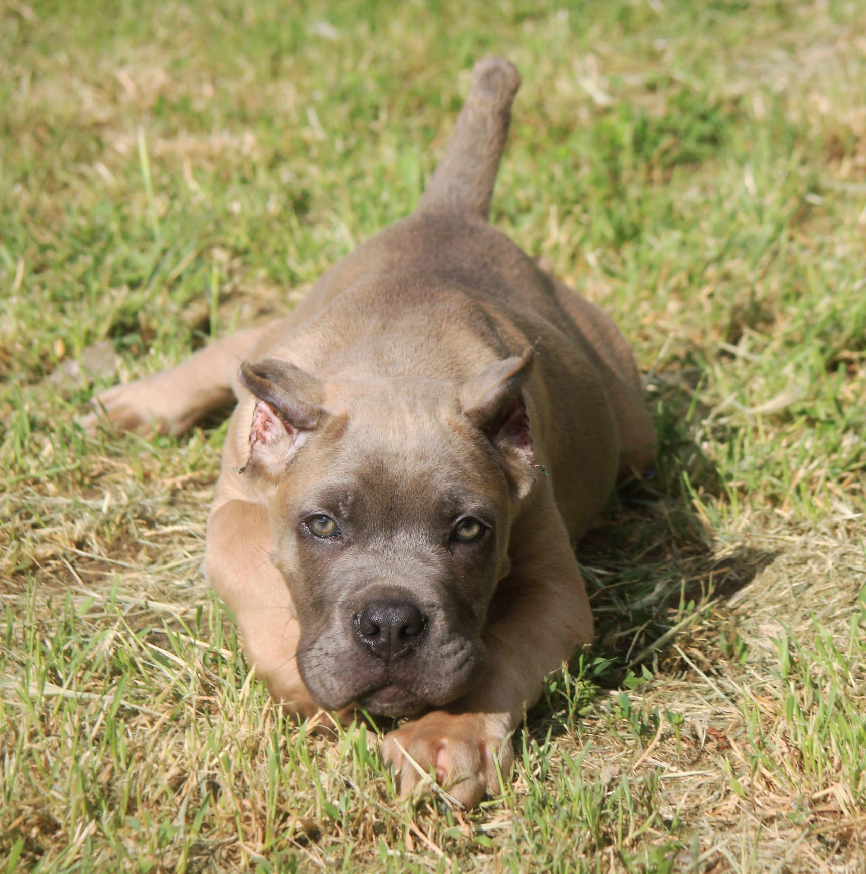 Cane-Corso-štenci