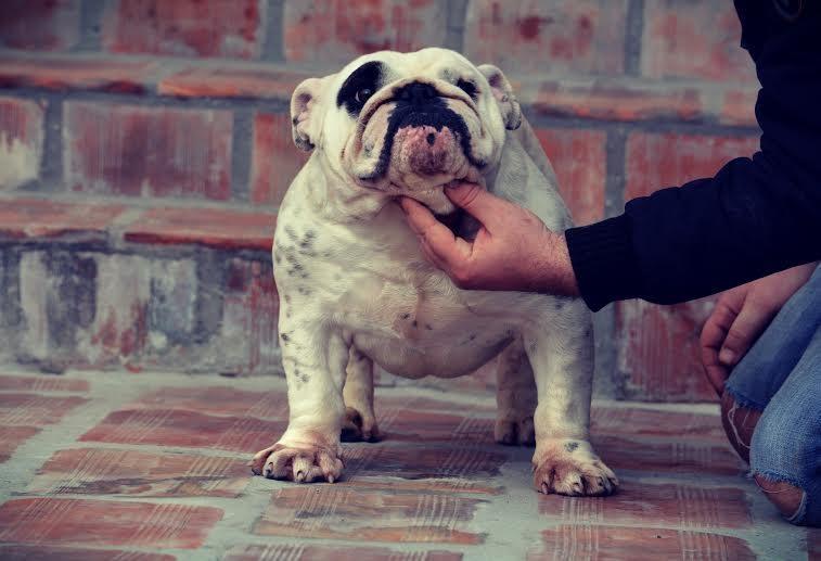 Engleski-buldog-slobodan-za-parenje-