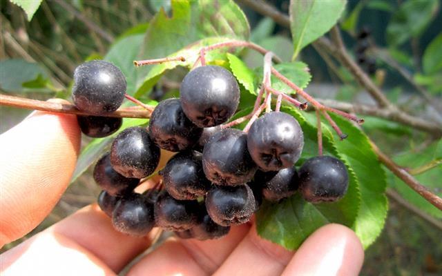 Aronija , Goji sadnice