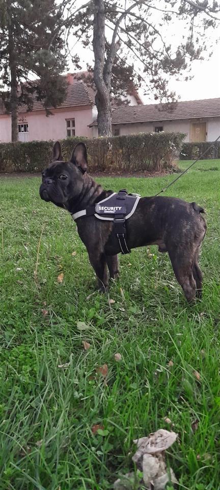 Francuski-buldog-za-parenje