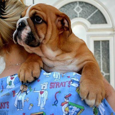 Engleski-Buldog