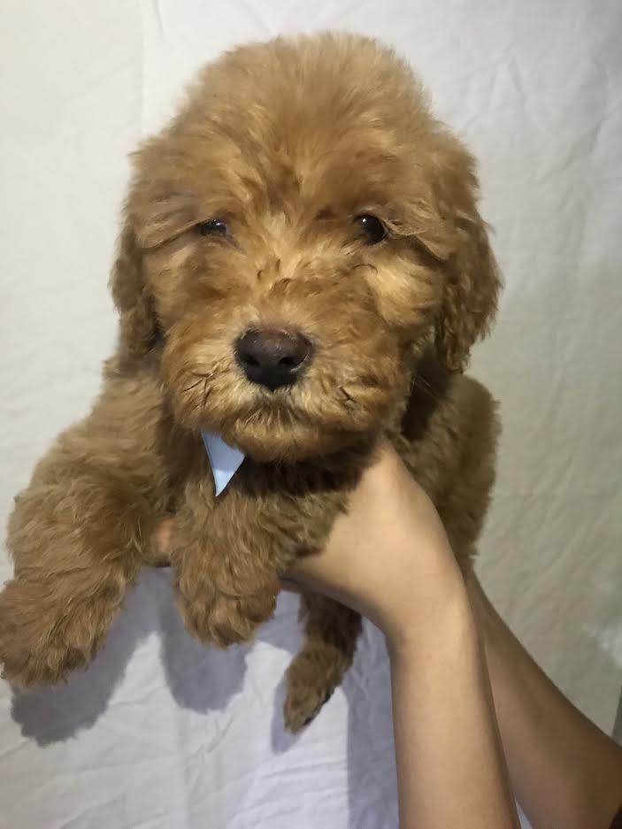 Labradoodle-F1