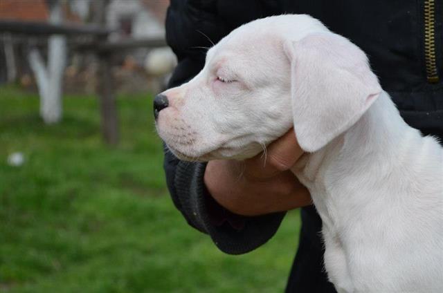 Dogo-Argentino-stenci