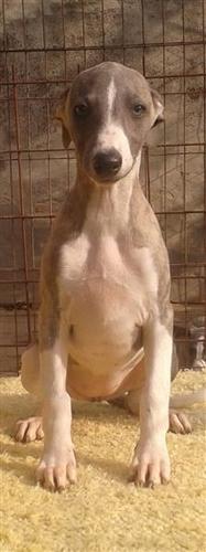 Whippet - mali engleski hrt