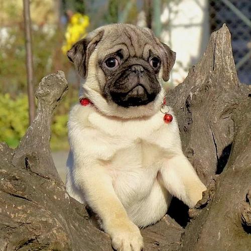 Mops
