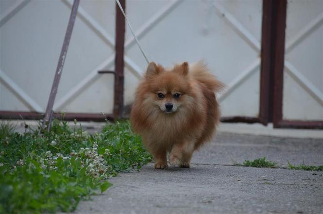 Pomeranski spic