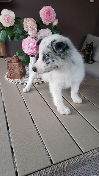 Border-koli-collie-štenci