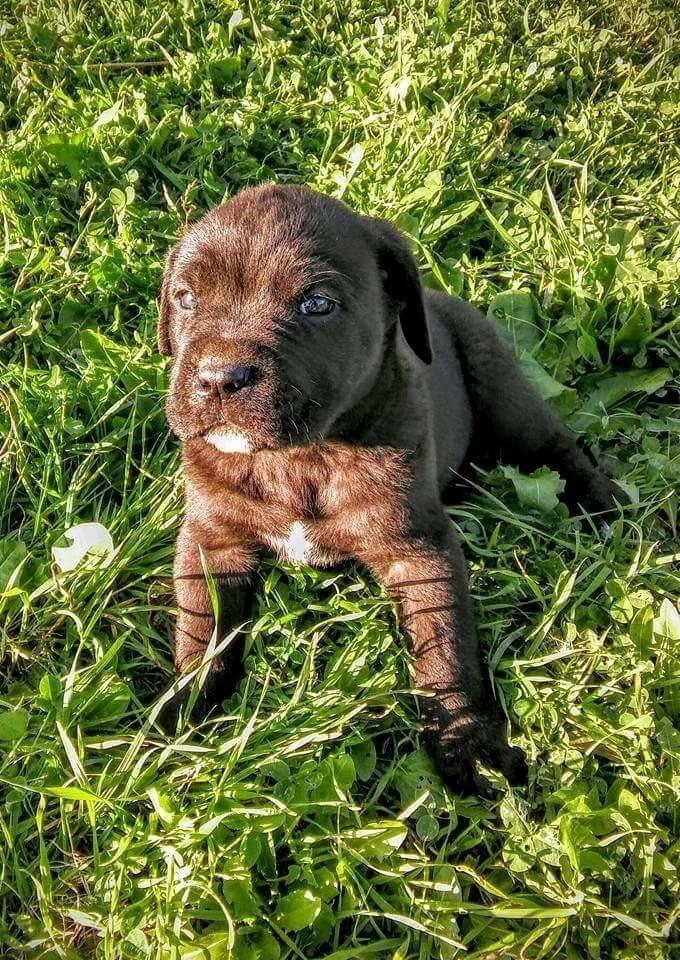Kane-korso-stenci