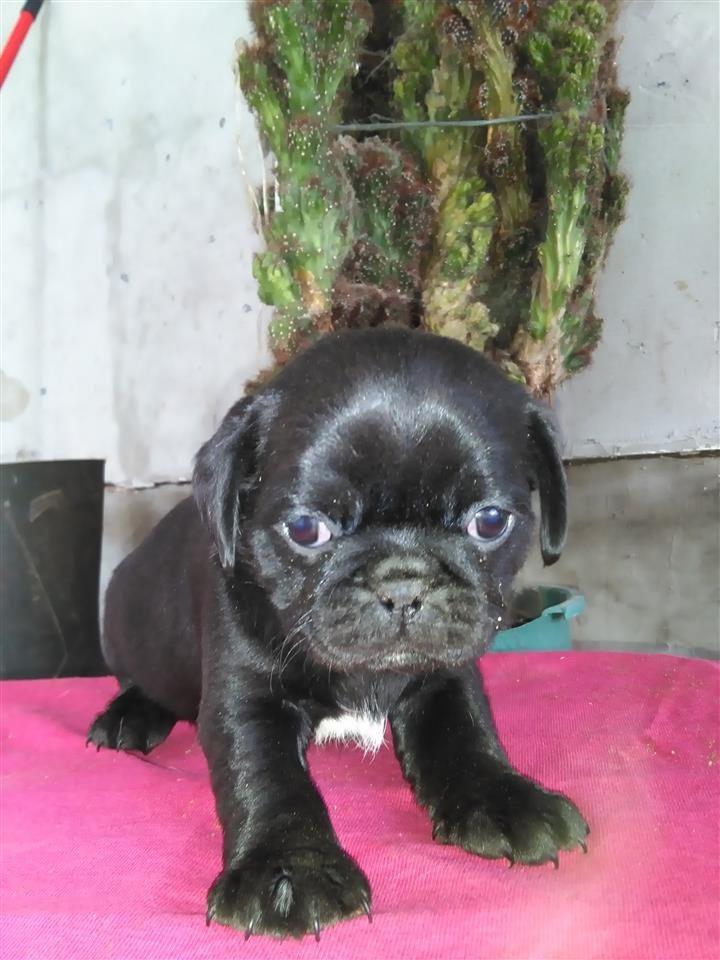 mops
