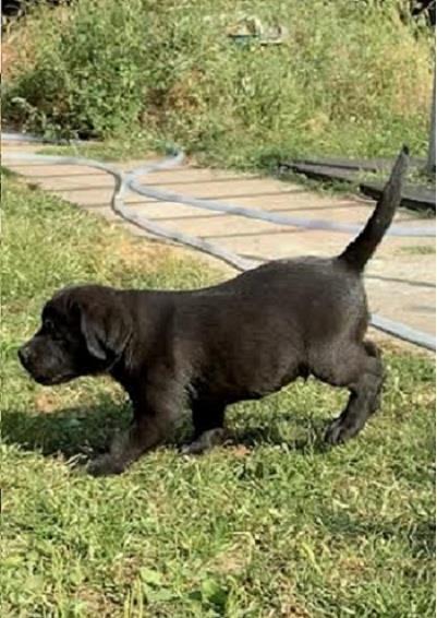 Vrhunski-štenci---Labrador-Retriver