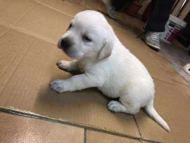 Labrador-retriver-stenci-