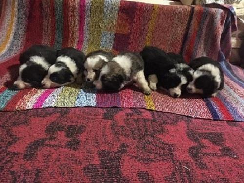 BORDER-COLLIE-stenci-