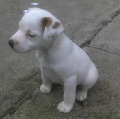Jack-russell-terier--stenci