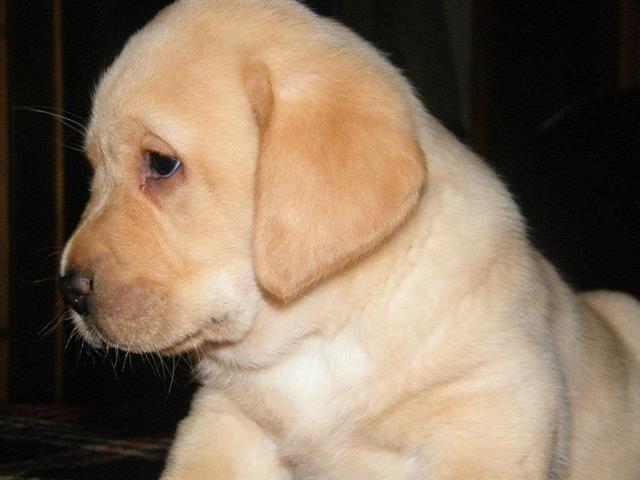 LABRADOR-RETRIVER-STENAD