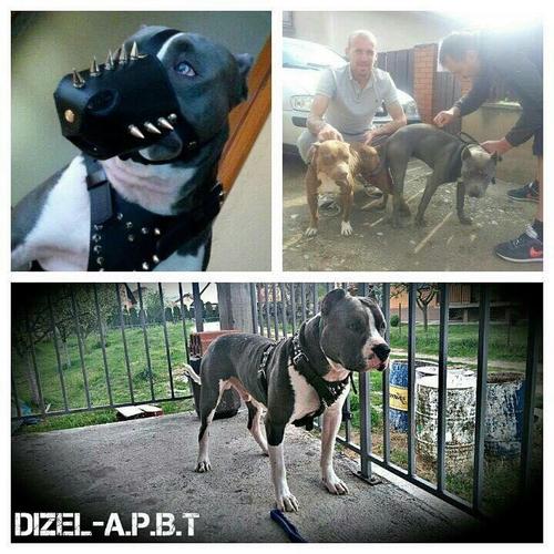 Stenci Pit Bull-a na prodaju 