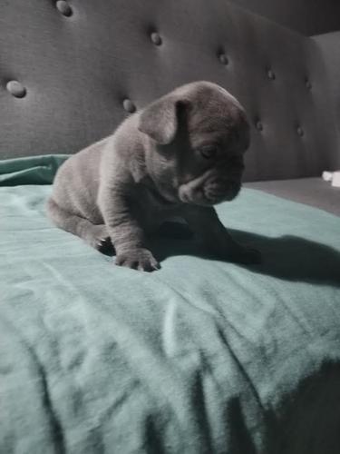 Francuski buldog