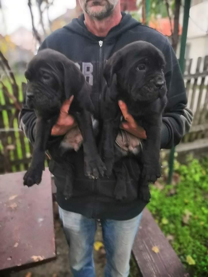 Cane-corso-štenci