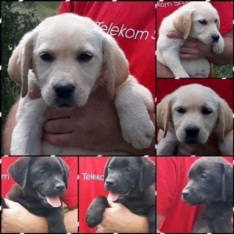 Labrador-retriver