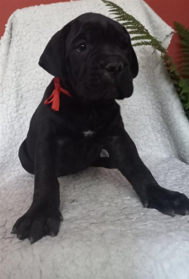 Cane-Corso