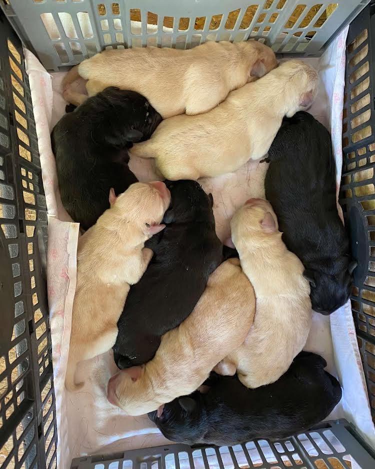 Labrador-Retriver-VRHUNSKI-štenci